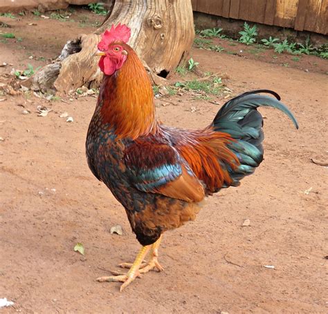OFF: Esse animal é tão lendário, né amigas? - pandlr