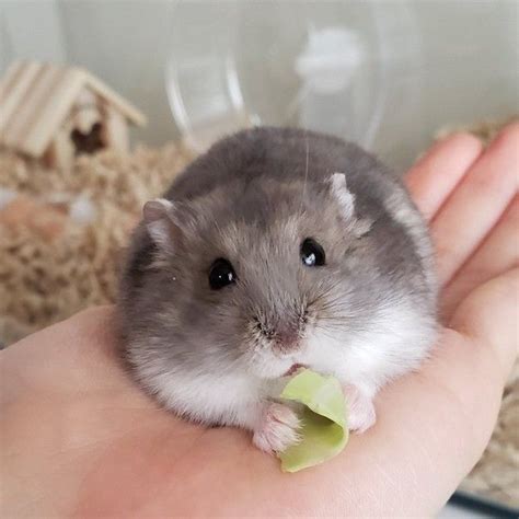 Пин от пользователя Anna Hellström на доске Hamster | Смешные хомячки ...