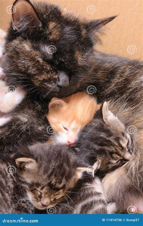 Feline family stock photo. Image of adorable, feline - 11414736