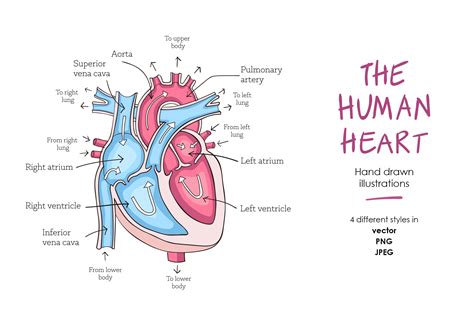 Human heart anatomy (274491) | Illustrations | Design Bundles
