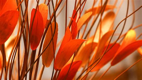 1366x768 Resolution flower, plant, leaves 1366x768 Resolution Wallpaper ...