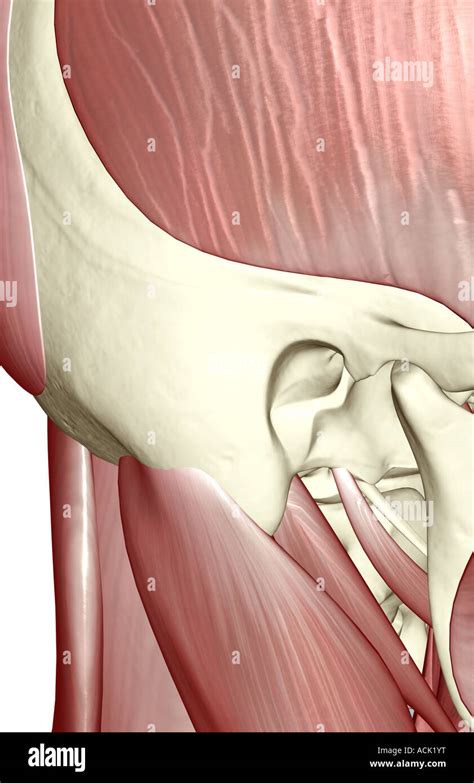 Los músculos del cuello Fotografía de stock - Alamy