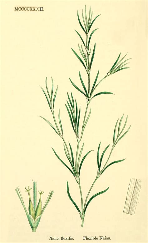 Family Najadaceae