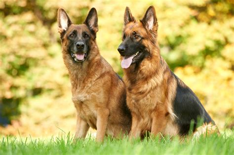 German Shepherd dog breed Information with facts & Health