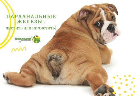 Сообщество «Ветеринарная клиника Диплодок» ВКонтакте — ветеринарная ...