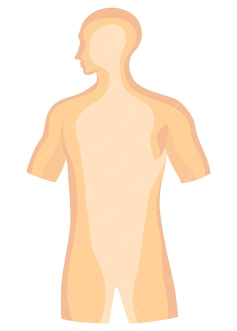 Partes Internas Do Corpo Humano - 10