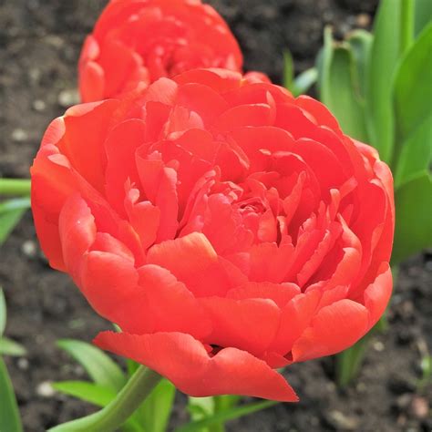 Scarlet Color Flower - Free photo on Pixabay - Pixabay