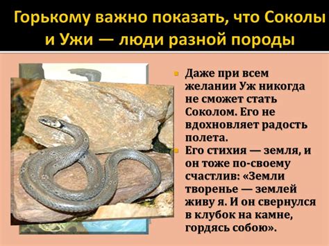 Горький. "Песня о Соколе" - презентация онлайн