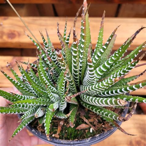Haworthia fasciata - Zebra Plant – Succulents Depot