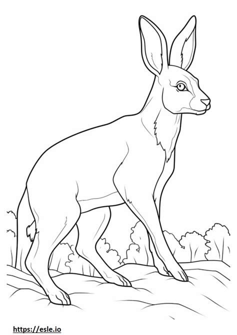 Jackrabbit coloring pages - free printable