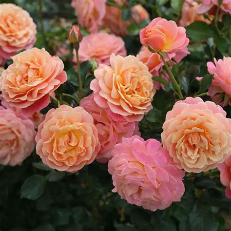 Trandafir Peach Melba - Gradina Chic