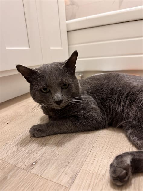 Found male Russian Blue cat : r/pasadena