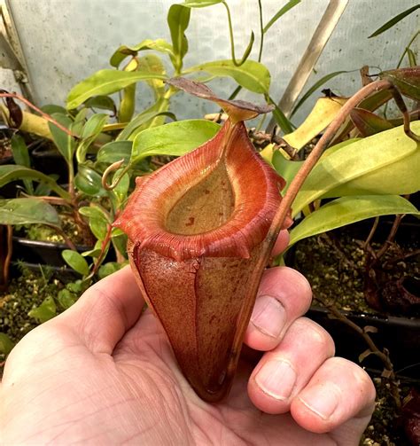 Nepenthes flava Sumatra — Scotland Carnivorous Plants
