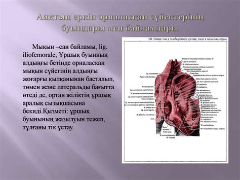 Буындағы қозғалысты модельдеу. Буын түрлері - презентация онлайн