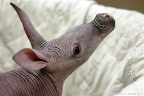 Baby Aardvark - Desi Comments