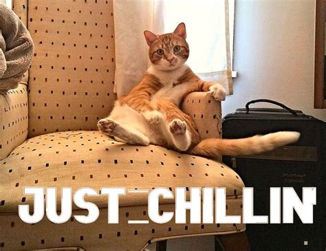 chill chillin cats animals cats animals memes