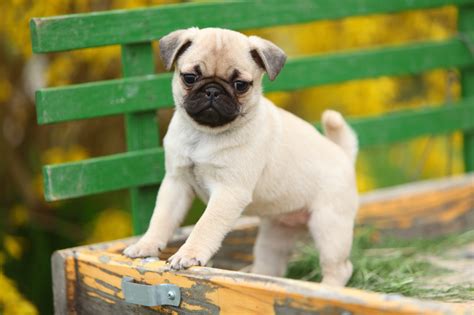 mops kaufen mopsde