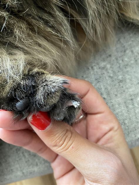 cutting cats nails 5