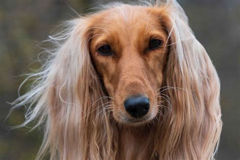 Saluki - Vetwest Veterinary Clinics