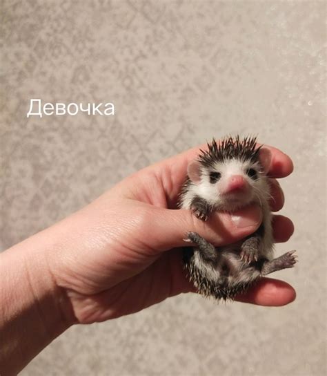 Забронирована для Анастасии. | Питомник декоративных животных Пермь ...