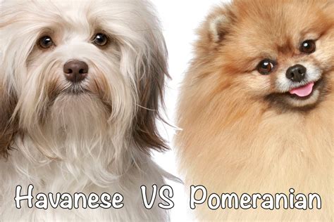Havanese vs. Pomeranian: Which Breed to Get? - Bichon World