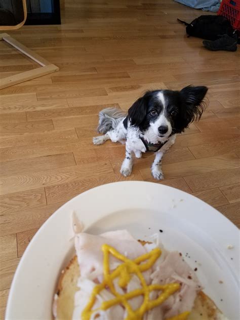 Oreo wants human food...but human food makes Oreo sick. on Tumblr