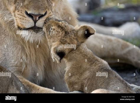 A lion cub kisses an older sibling on the cheeck Stock Photo - Alamy