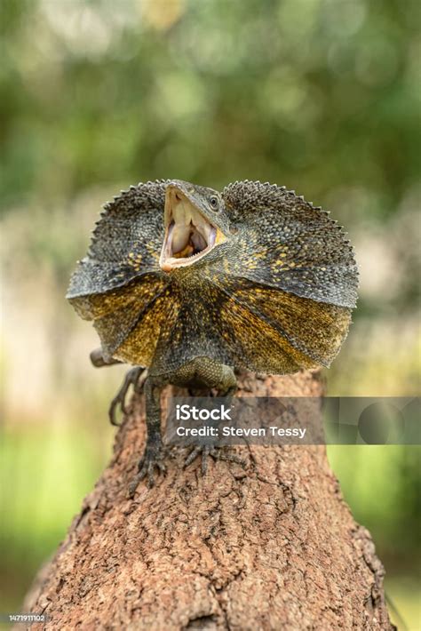 frilled neck lizard stock photo  image  animal animal