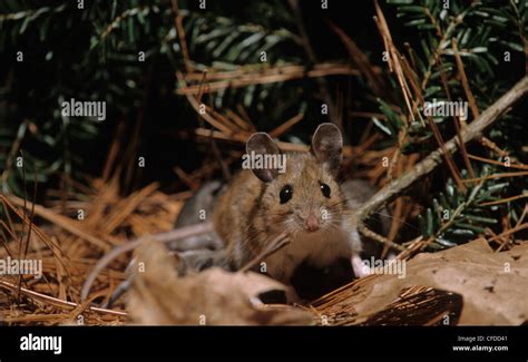 Peromyscus maniculatus hi-res stock photography and images - Alamy