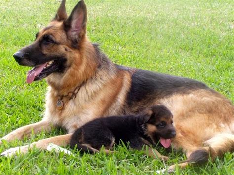 немецкая овчарка | German shepherd puppies, Smartest dog breeds ...
