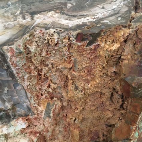 trace fossils tessas museum