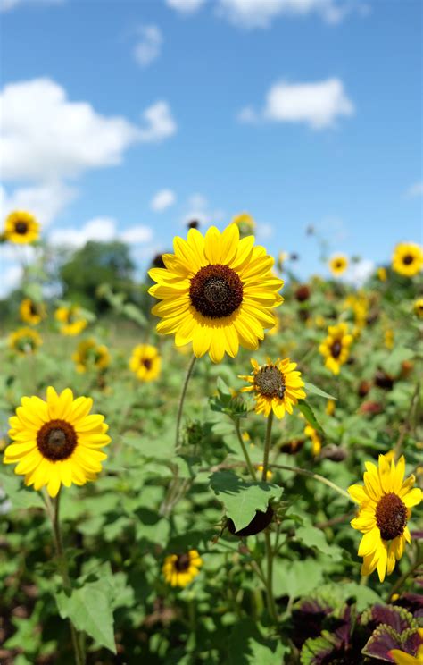 Ashley Sky Iphone Wallpaper