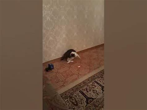мысықпен ойын/ игра с кошкой/ мяу/ мурка мысык/ #shorts / # ...