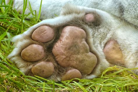 Tiger Paw Sleep - Free photo on Pixabay - Pixabay