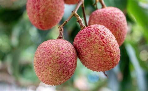 El lichi es dulce y jugoso, pero aporta estos poderosos nutrientes