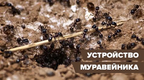 Как устроен муравейник внутри: схема, особенности строения, быт муравьев
