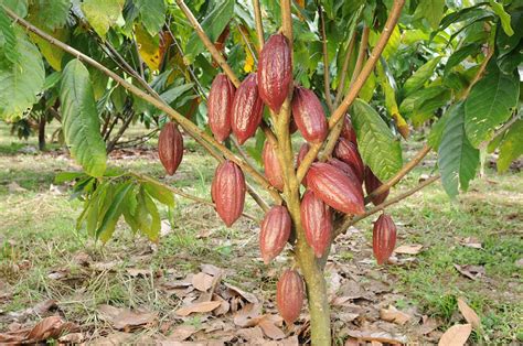 Benefician producción de cacao en Valle del Cauca • Periódico El ...