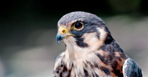 Falcon Images: Dogan Kusu Gorus Mesafesi