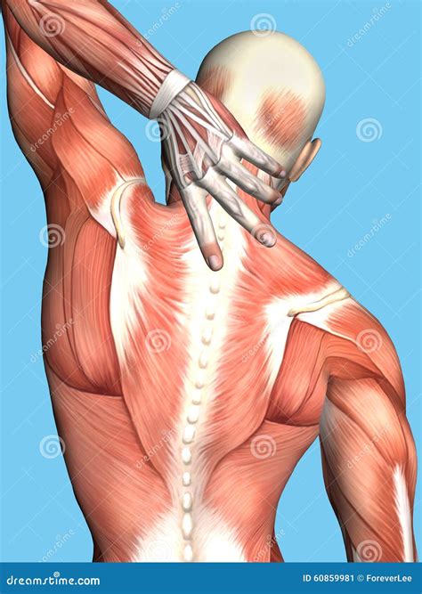 Upper Back Anatomy : Human Anatomy Torso Back Muscles Pain Stock