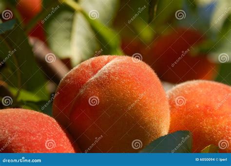 Fuzzy peaches stock photo. Image of cobbler, peaches, juicy - 6050094