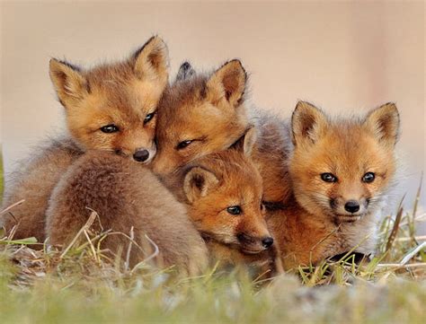 Cute!: Fox cubs!