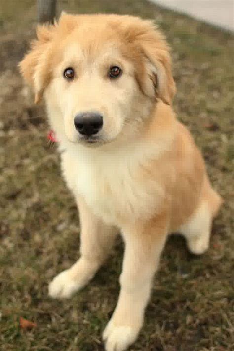 german shepherd golden retriever mix puppies  sale