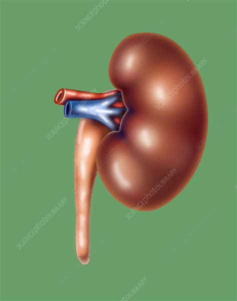 left kidney stock image  science photo library