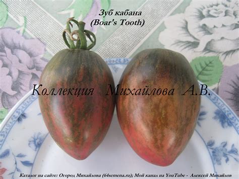 Зуб кабана.