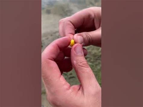 Як правильно надягати кукурудзу на гачок 🌽 ️ | частина 3 #лайфхаки # ...