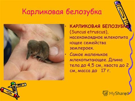 Презентация на тему: "1 Карликовая белозубка КАРЛИКОВАЯ БЕЛОЗУБКА ...