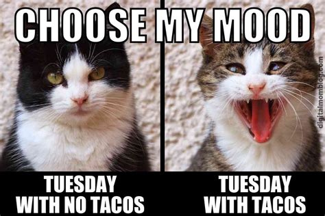 1/23 - Taco Taco Tuesday | TurkerView mTurk Forum | Scripts, HITs, & mTurk Community