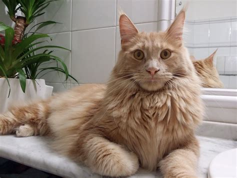 Katzenmöbel Maine Coon