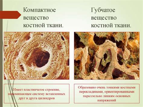 Микроскопическое и макроскопическое строение кости - презентация онлайн