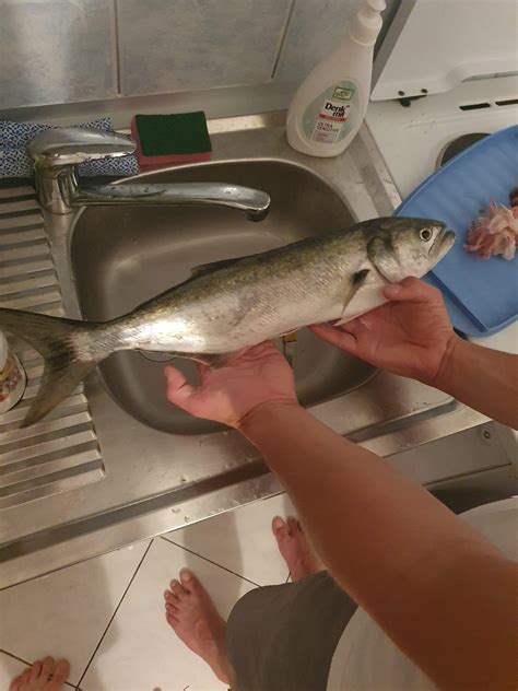 Was für ein kroatischer Fisch ist das? (angeln, Kroatien, fischen)